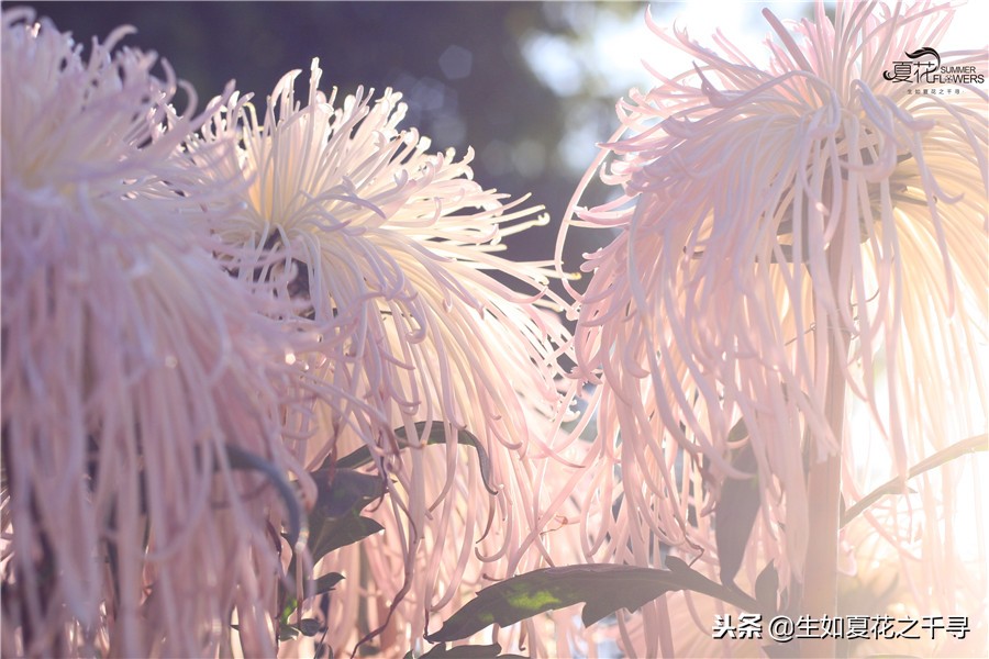 东湖公园菊花展今天还有开放吗,深圳东湖公园菊花展图片