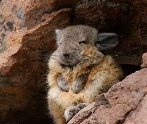 龙猫是不是老鼠的一类,龙猫到底是不是老鼠