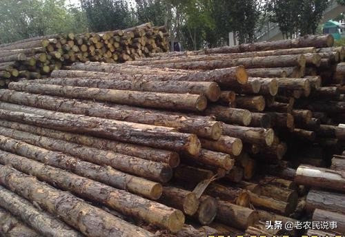 杉木这几年价格涨了吗,杉木目前价格上涨吗