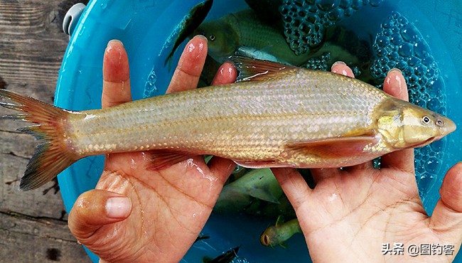 金沙江上游的江鱼有哪些,金沙江上游都有哪些鱼种