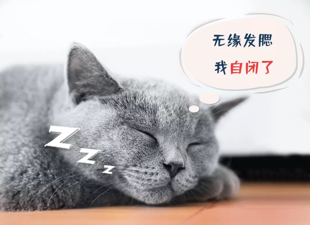 猫鼓腮的正确方法,猫发腮最正确的方法