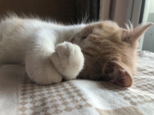 定期给宠物猫驱虫视频教程,猫需要定期驱虫吗