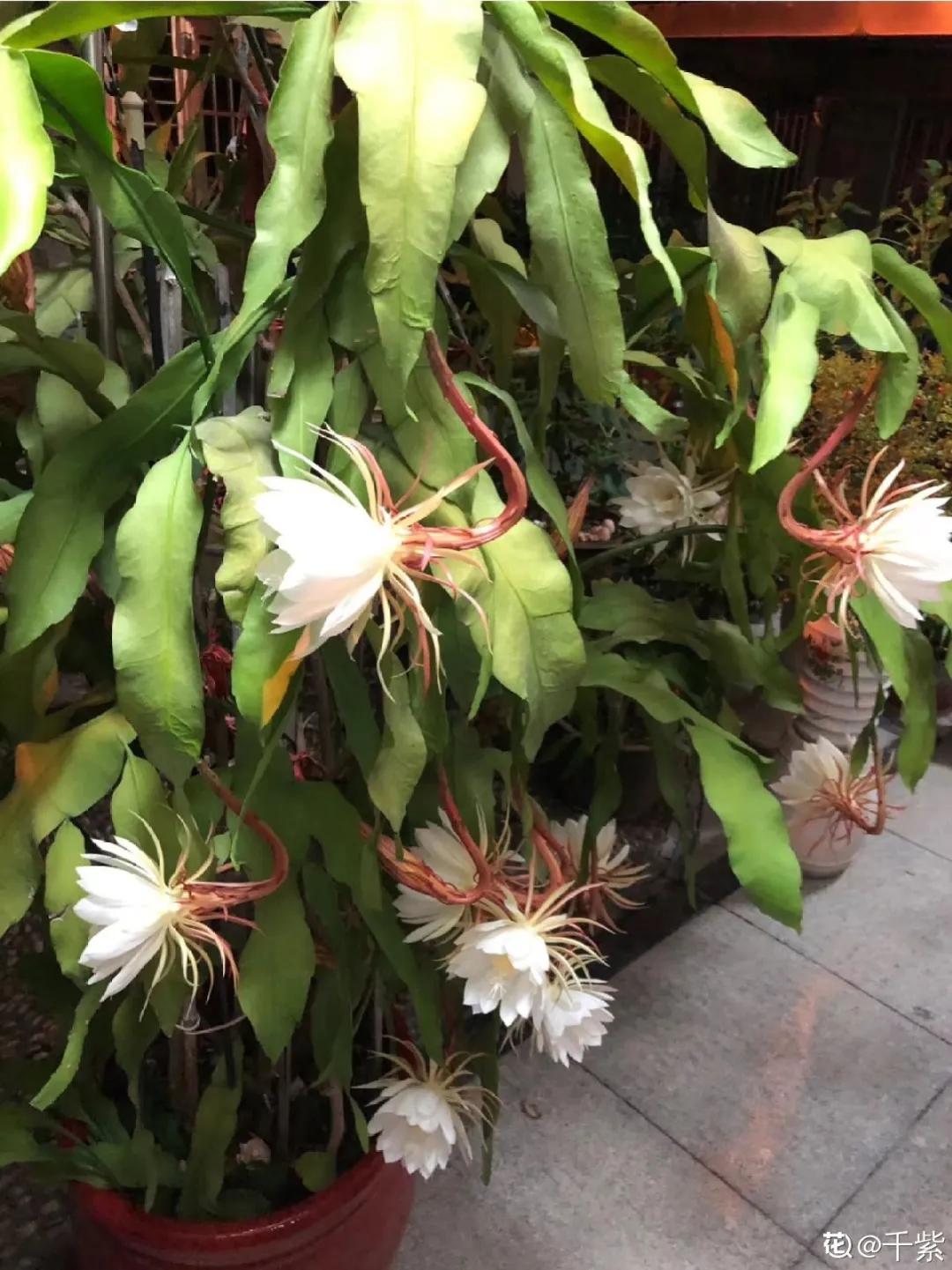 扦插花的养殖方法和技巧,养花扦插有妙招多肉