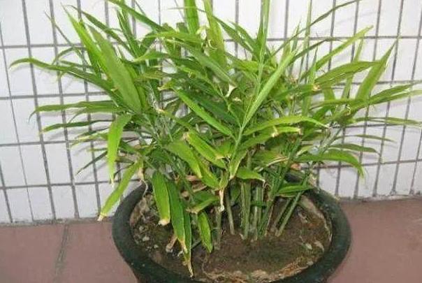 生姜盆景造型,生姜水养盆景的方法