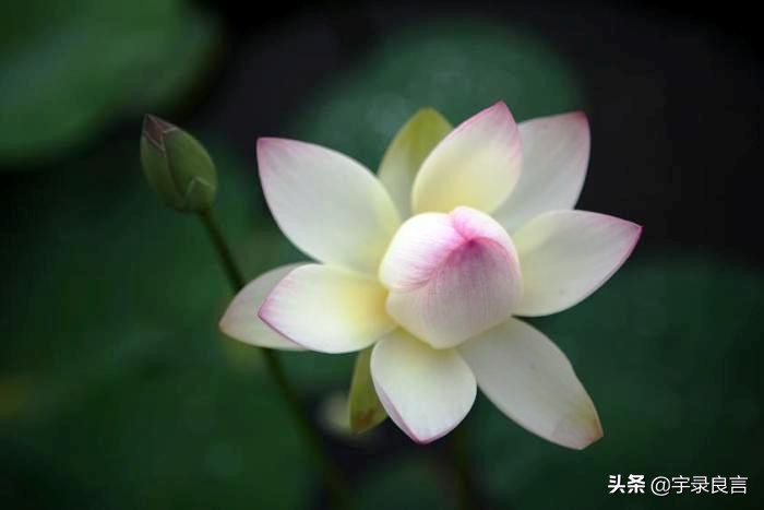 禅意感悟人生的经典句子,禅意人生感悟语录