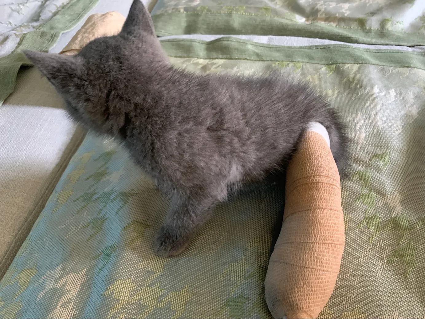 养一只英短蓝猫需要花多少钱,新手养英短蓝猫的十大忠告