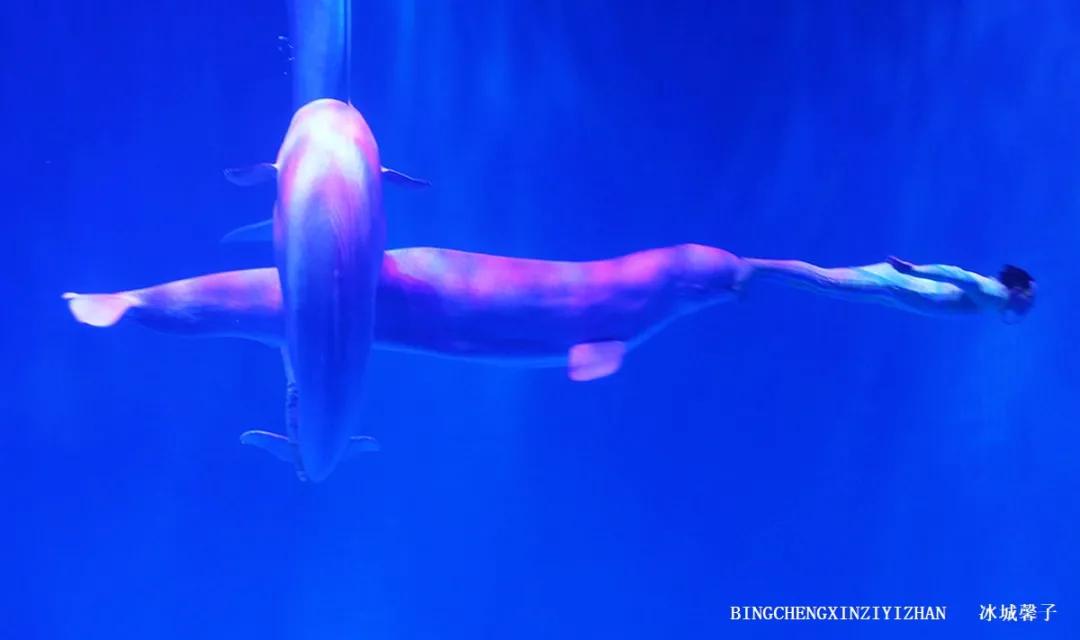 走进哈尔滨完整视频,走进哈尔滨海洋馆