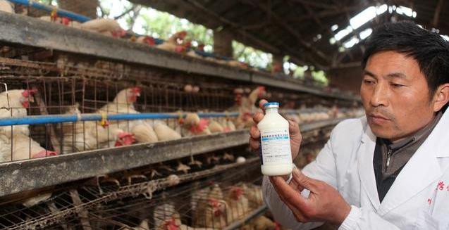 怎样预防春季鸡病的发生,秋季鸡病预防与治疗