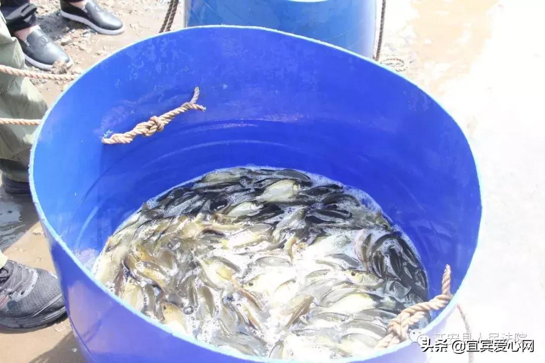 长记性啦，为啥在宜宾不能乱捕泥鳅黄鳝？江安县法院有话说