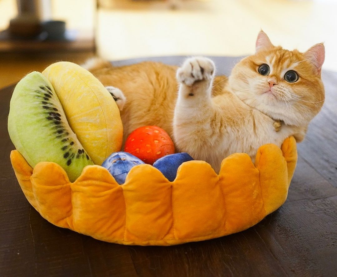 猫咪大便带血是怎样的,猫咪大便带血是怎么了