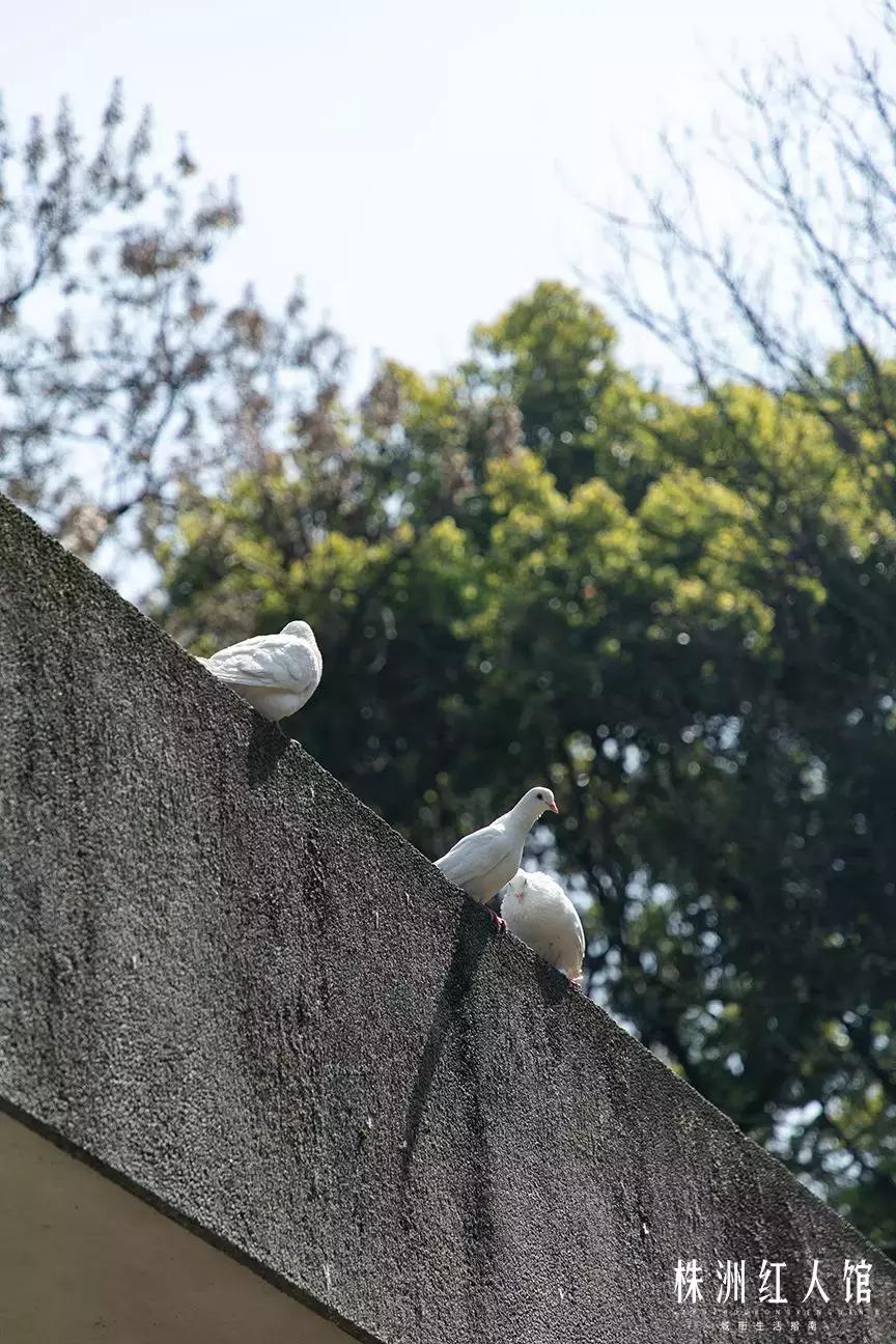 株洲神农公园老照片,株洲市神农公园