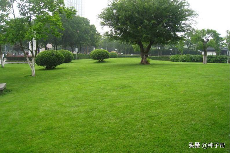 暖季型草坪代表-狗牙根,具有哪些特性?建植方法和管理技巧介绍