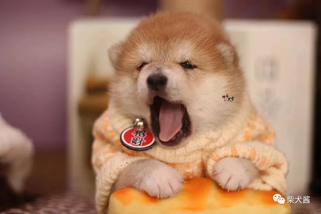 柴犬一般买什么血统,柴犬一定要买笼子嘛