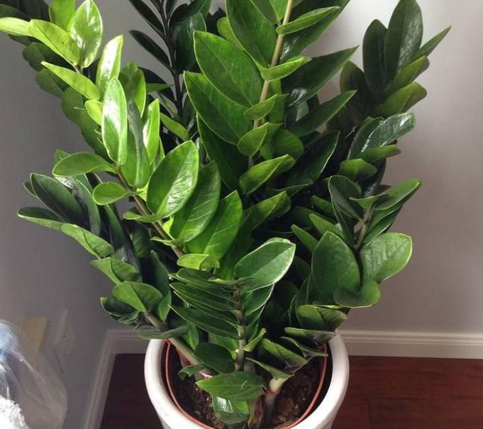 金钱树怎么养才能枝繁叶茂,金钱树怎么养才根壮叶茂