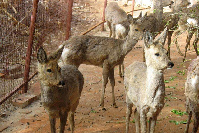 农民搞养殖创业该养殖什么挣钱呢,返乡创业养殖什么最赚钱