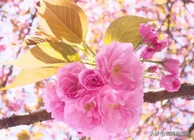 春分节气早安祝福,今日春分早安心语