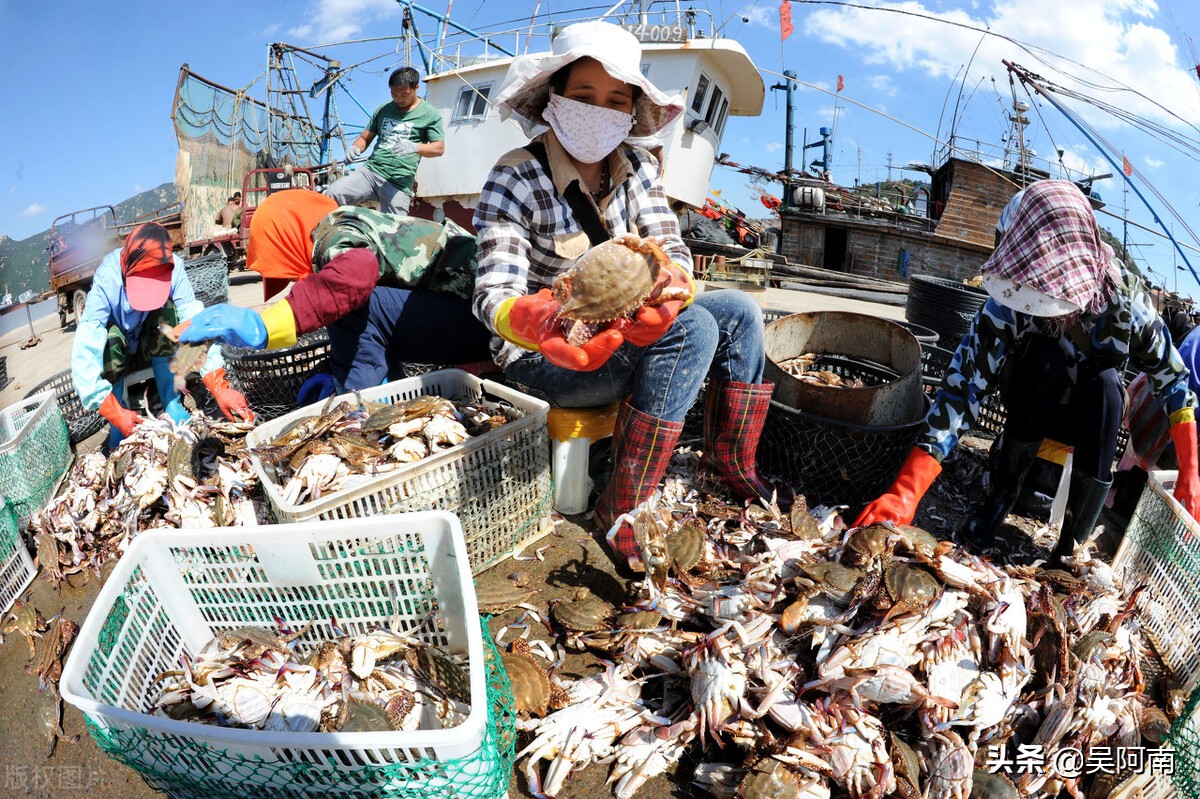 什么时候的螃蟹最肥美,教你挑选螃蟹的8个技巧