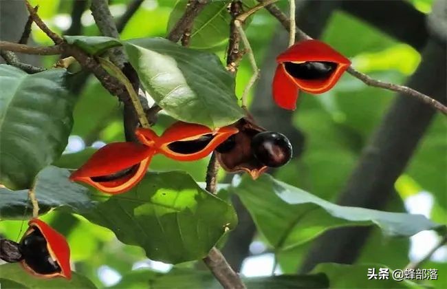 苹婆果广西叫法,假苹婆果实有毒吗