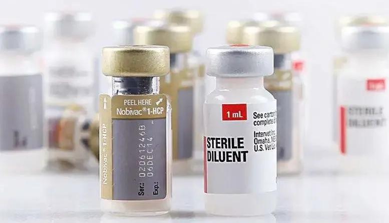 关于猫打疫苗的说说,猫打疫苗后需要注意哪些