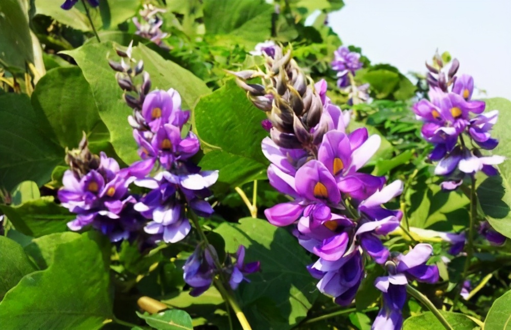 危害生态环境问题有哪些,对生态环境危害的十大动物