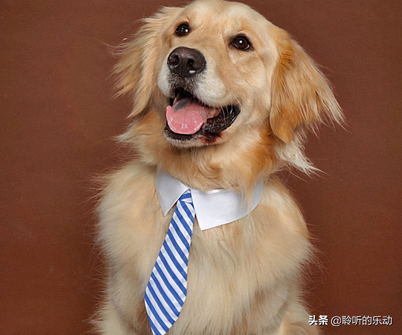 十大可爱的宠物狗,最潮的狗狗穿衣搭配