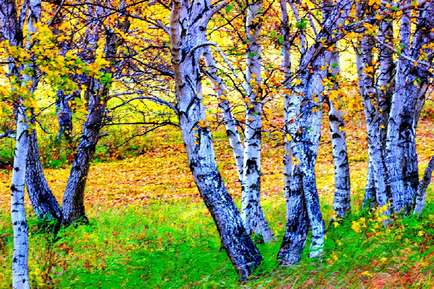 秋季最美的白桦林风景,坝上草原白桦林秋色图片