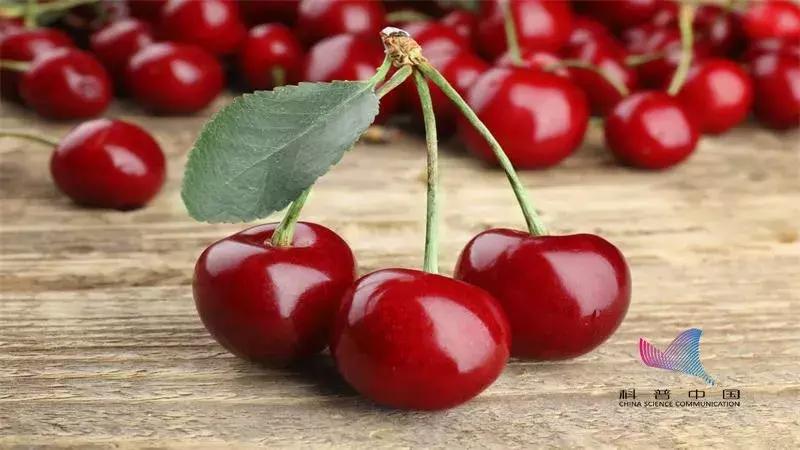 樱桃里面的虫子对身体有害吗,樱桃里面的白色虫子对人体有害吗