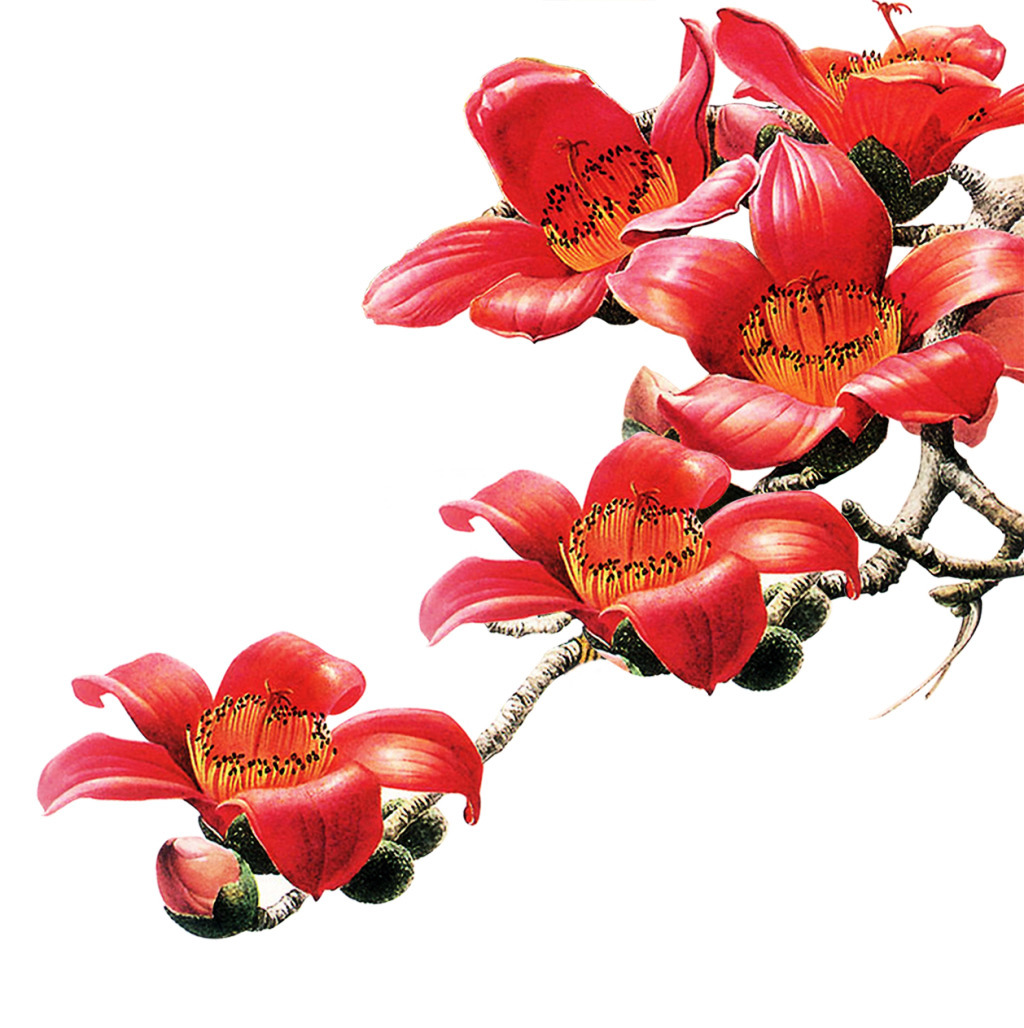 许你一场木棉花开（作者：琼儿）