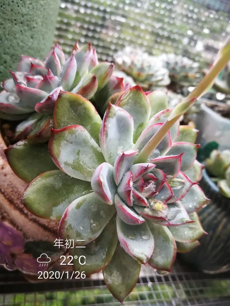 一杯清茶一道暖阳,一杯清茶温暖的时光