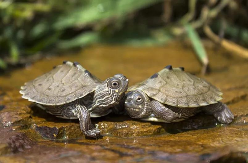养殖乌龟怎么防止疾病,乌龟身上有疾病如何治疗