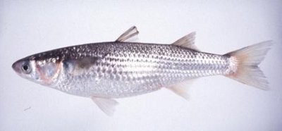 最干净的十种食用鱼,常见的可食用干净的鱼有哪些