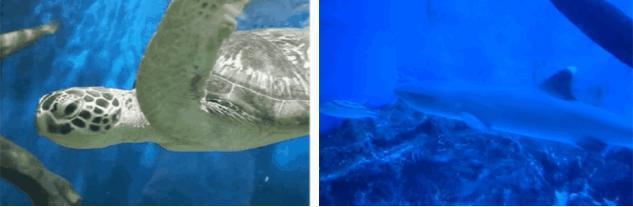 中原锦艺城购物中心奥莱,中原锦艺城购物中心直播