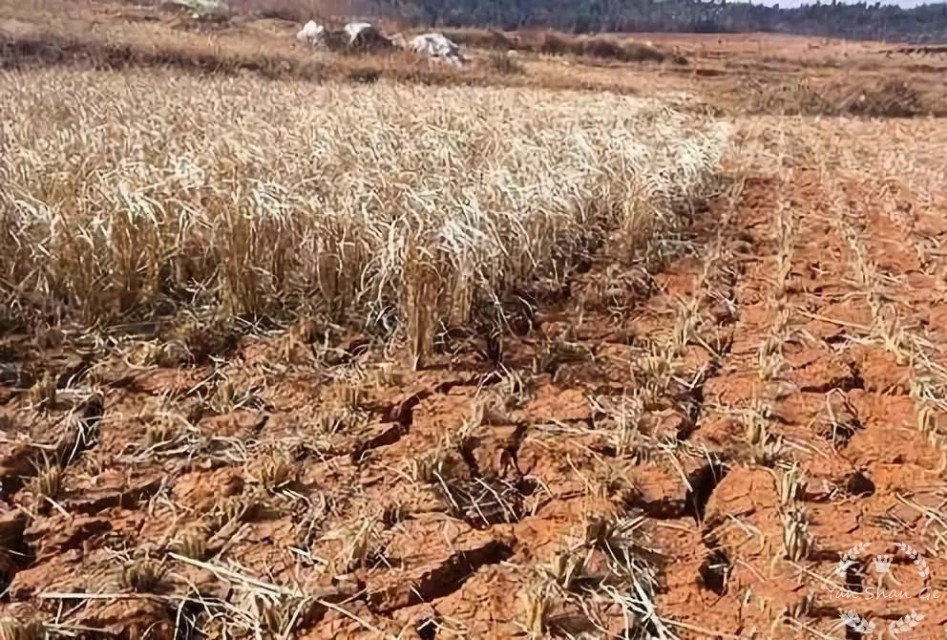 民间故事老财主嫁女,民间故事财主经典故事