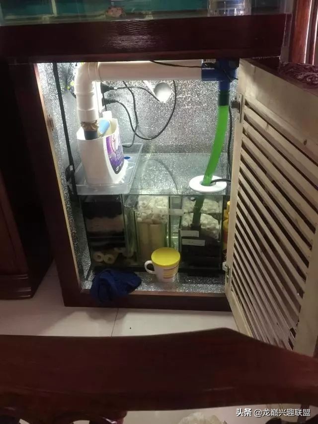 垃圾桶旁边的四方鱼缸,捡回去养了一缸金鱼,别说还挺不错