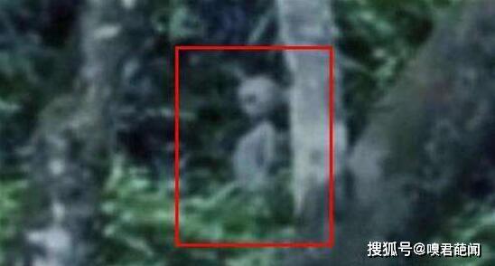 巴西亚马逊外星人,亚马逊雨林外星人事件