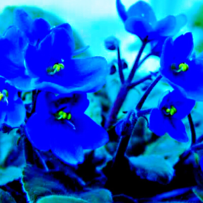 紫罗兰花卉大全,紫罗兰花卉盆栽图片