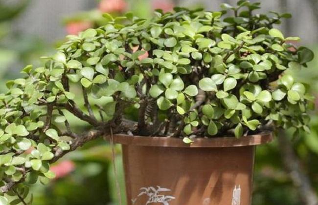 金枝玉叶怎么养能变成老桩,金枝玉叶叶片小好还是大好