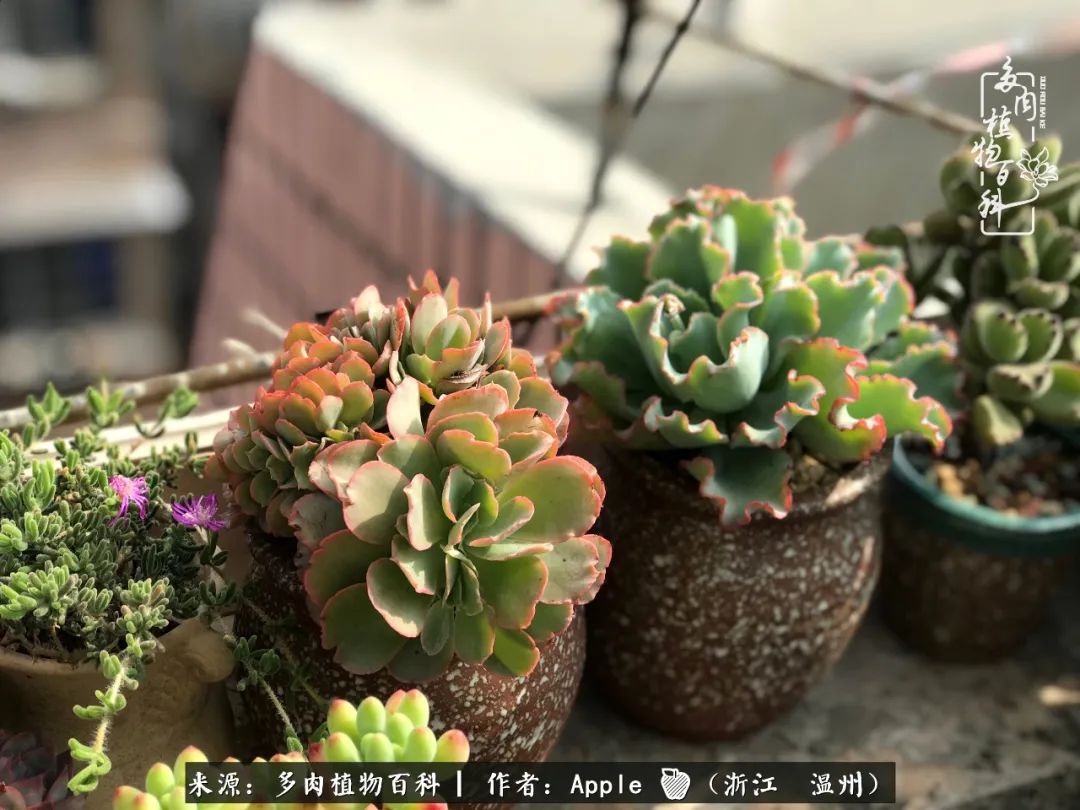 多肉成长记观察记录怎么写,多肉成长记录观察展板