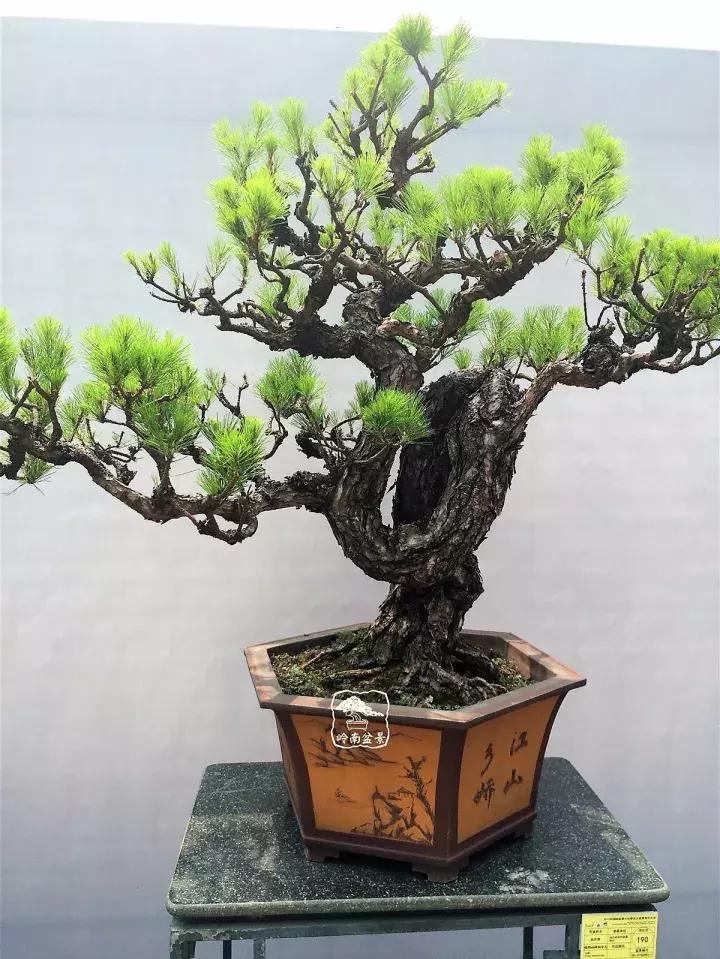 造型极美的盆景一起来欣赏,一组风吹出来的盆景欣赏动感十足