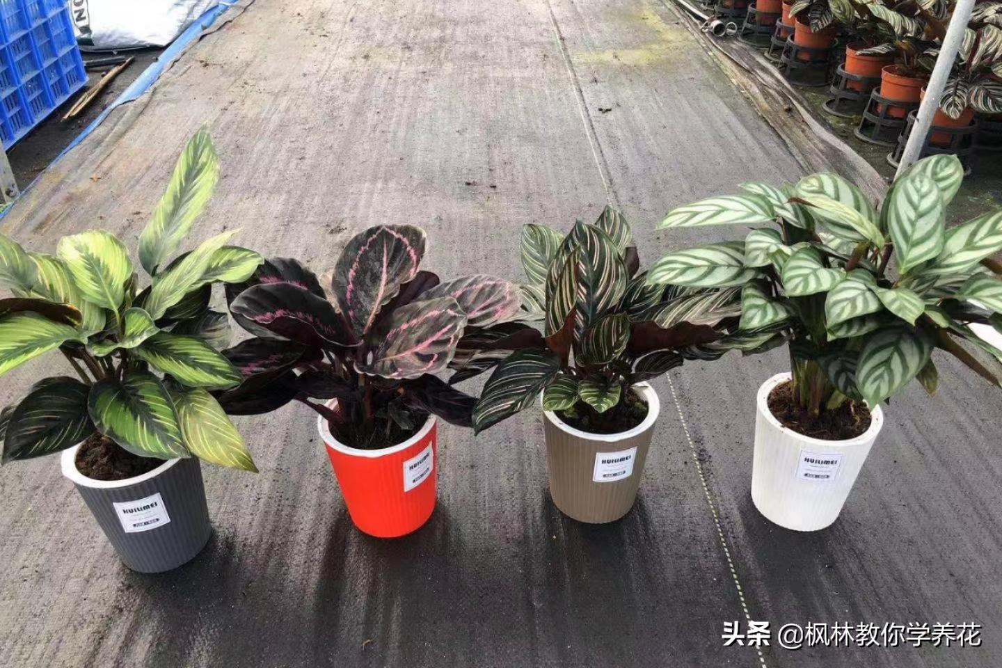 这四款花卉最好养,这4种花冬天也能扦插活