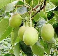 用酵素做肥料有用吗,用酵素养的蔬菜很好吃