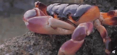 西沙群岛的美丽和富饶,西沙群岛的特殊