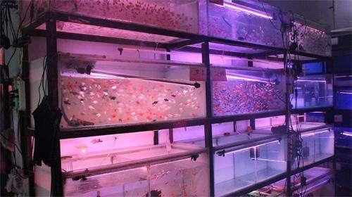 作为观赏鱼店老板，我最不喜欢哪几种购买观赏鱼的顾客？