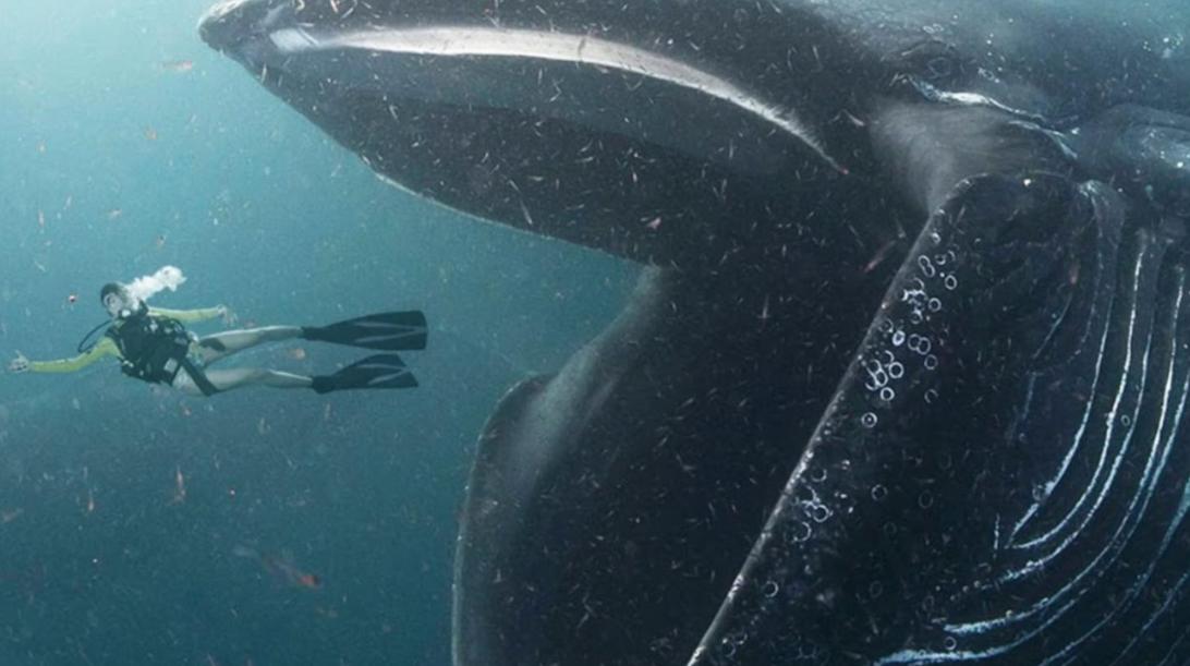 被鲸鱼吞下该如何自救,我被鲸鱼吞进肚子里你要怎么自救