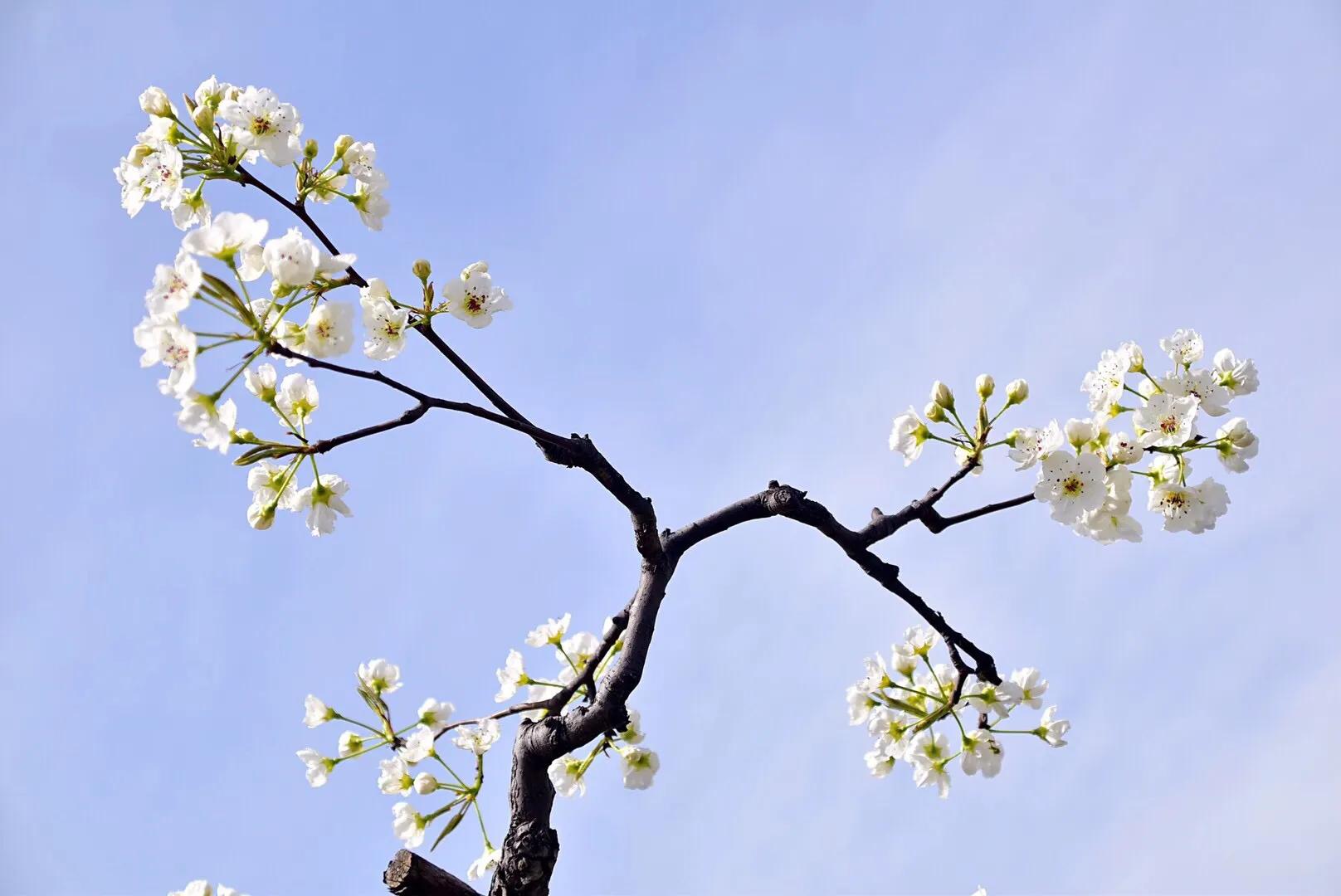 春游梨花林,邂逅三月梨花