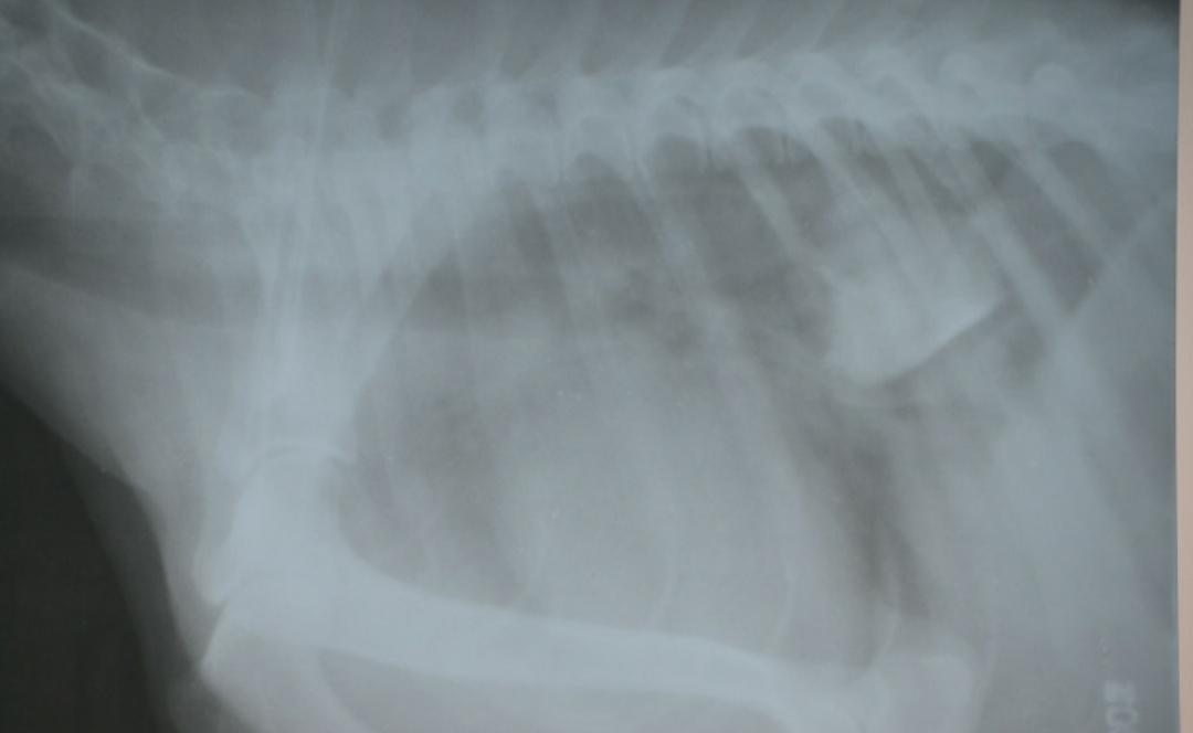 狗狗流鼻涕咳嗽干呕怎么回事,狗狗辟谣的正确方法