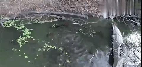 南美电鳗和亚马逊电鳗,亚马逊河发现一群电鳗