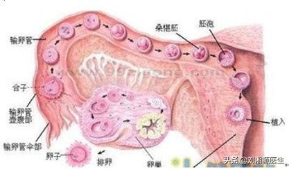 免疫问题怀孕必须保胎吗,免疫相关不良妊娠答疑