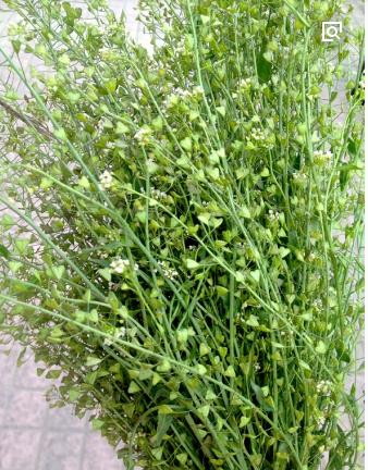 整合——28种青草药,赶快收藏备用!