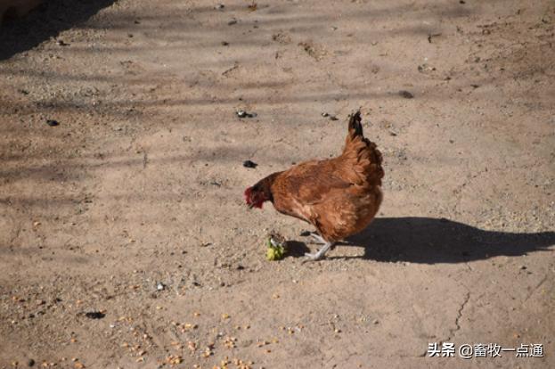 鸡的人工授精是怎么做的,肉鸡品种人工授精